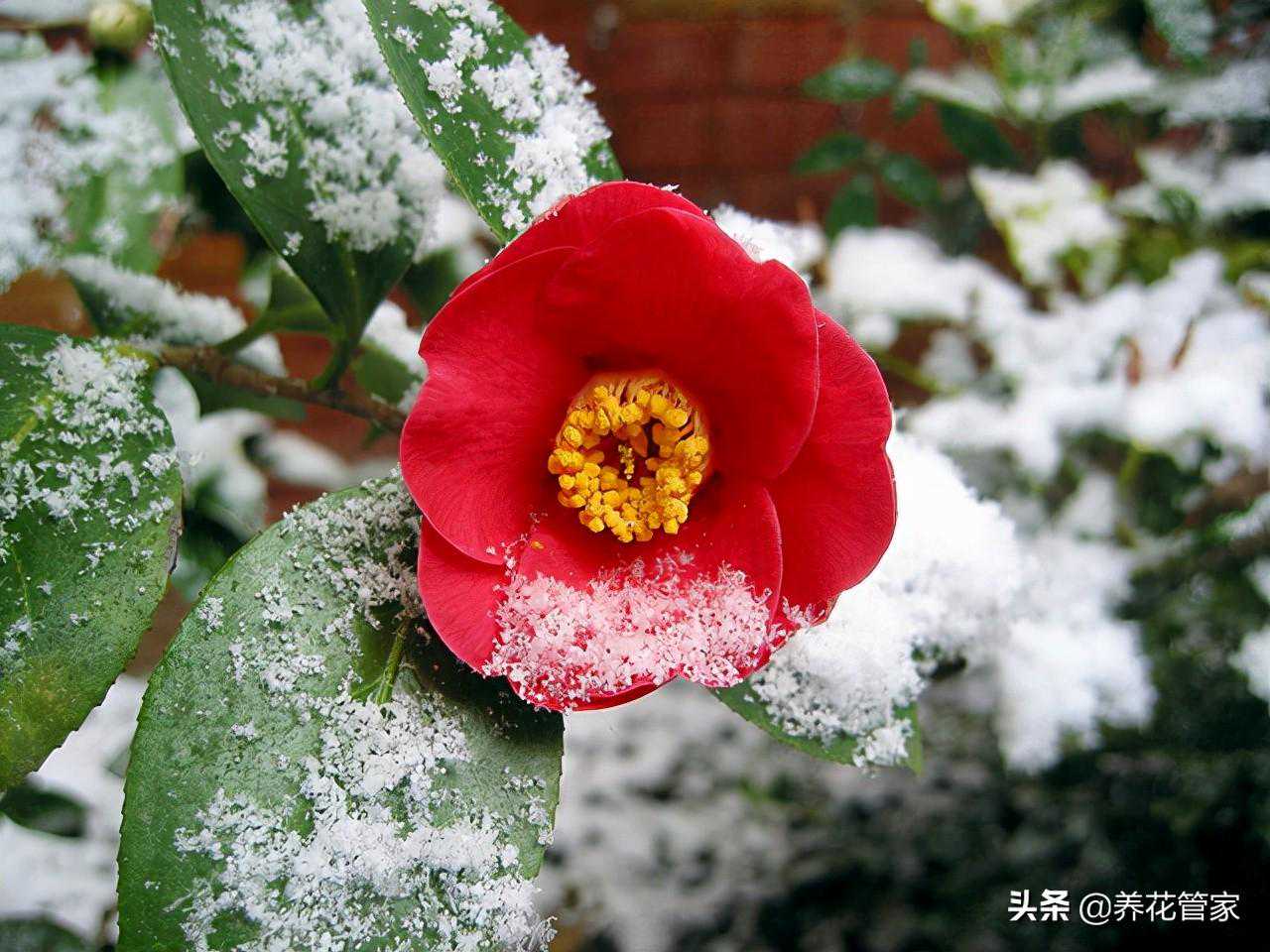 最耐寒的花不是梅花，是“耐冬”！从初冬开到阳春三月